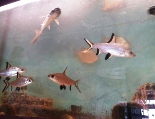 Ουζερί Ψαροταβέρνα Καραχάλιος